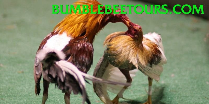 Đá Gà Trực Tiếp - Ưu đãi đặc biệt